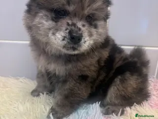 Chow Chow dogs Last lilac Merle male and female chow chow puppy - Advert 3