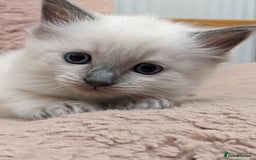 Ragdoll cats for sale: Blue point purebred ragdoll girl  - Image 5