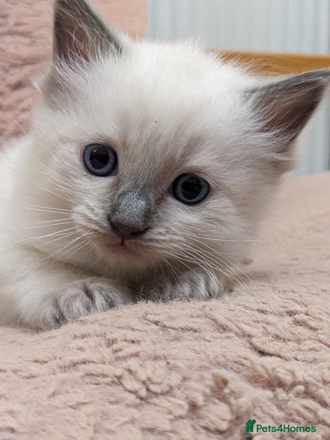 Ragdoll cats for sale: Blue point purebred ragdoll girl  - Image 5