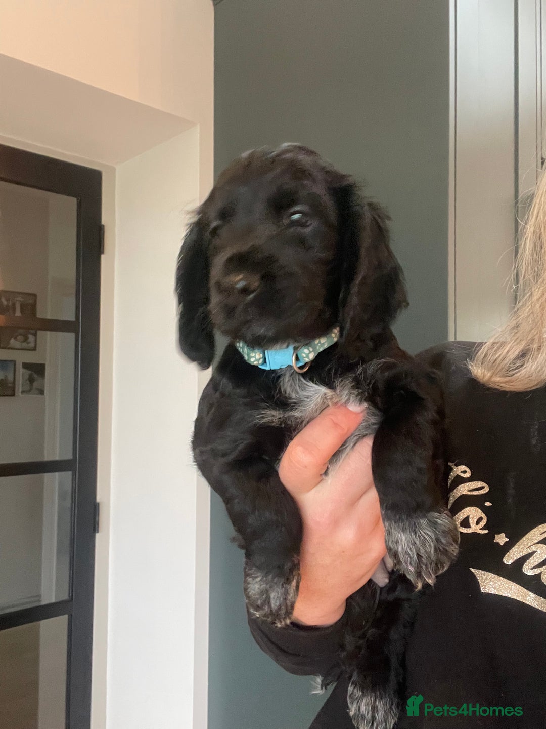 Cocker Spaniel dogs for sale: 2 working cocker puppies  - Advert 11