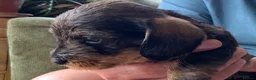 Miniature Dachshund dogs for sale: Miniature Wire haired Dachshund  - Advert 14