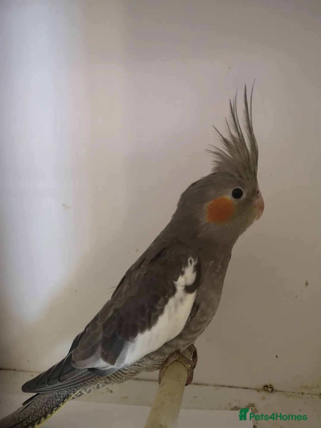 Cockatiels birds for sale: Baby  cockatiels - Advert 2