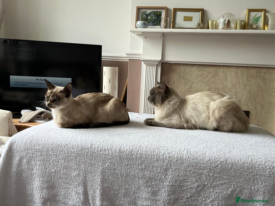 Ragdoll cats for sale: Beautiful Pure Ragdoll Kittens - Image 8
