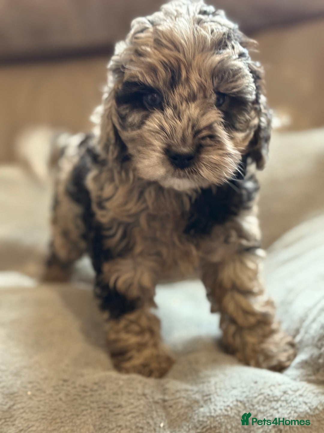 Cockapoo dogs for sale: STUNNING TOP-QUALITY COCKAPOO PUPPIES RARE COLOURS - Advert 12
