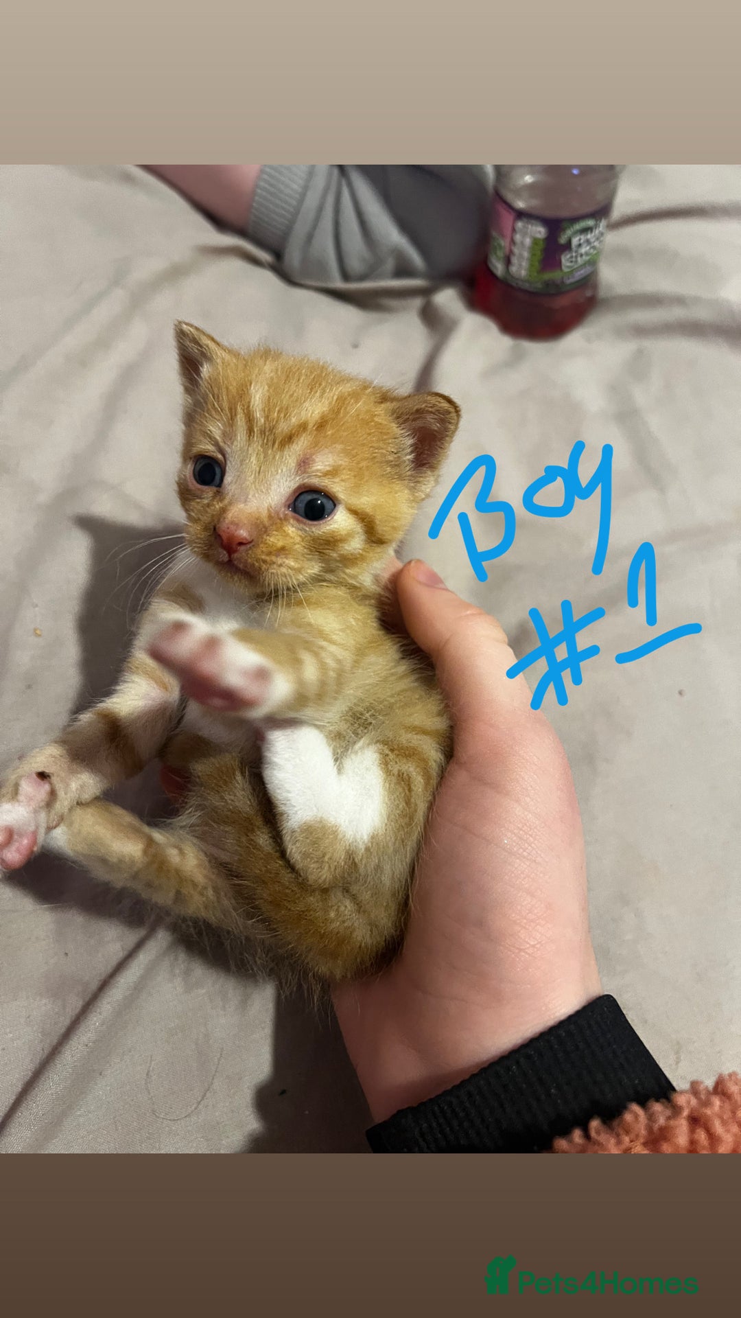 British Shorthair cats for sale: 4 gorgeous kittens for sale  - Image 7