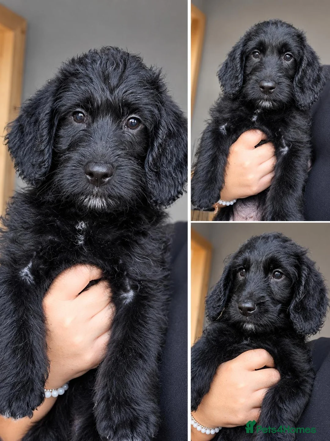 Mixed Breed dogs for sale: READY TO GO - 3 Beagador/miniature poodle puppies - Advert 1