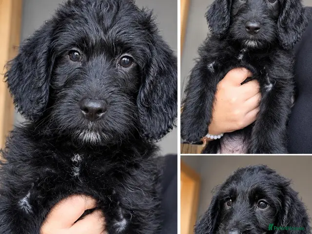 Mixed Breed dogs for sale: READY TO GO - 3 Beagador/miniature poodle puppies - Advert 3