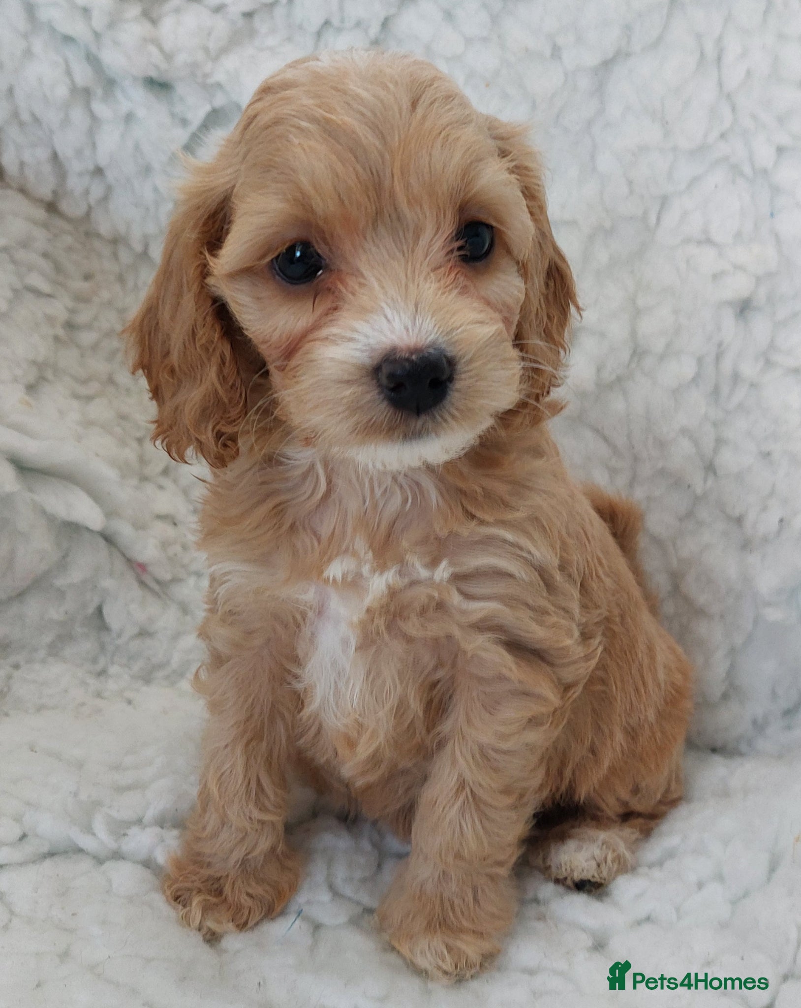 Cockapoo dogs 4 available Beautiful Cockapoos. Ready to visit  - Advert 8