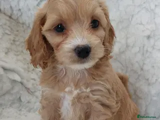 Cockapoo dogs 4 available Beautiful Cockapoos. Ready to visit - Advert 8