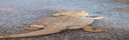 Bearded Dragon reptiles for sale: Bearded dragon male  - Advert 2