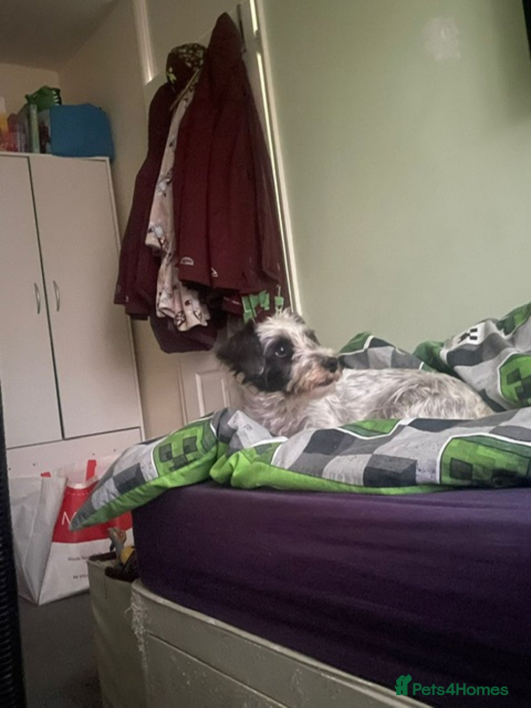 Mixed Breed dogs for sale: 2 Dogs - 7 months old  - Advert 1