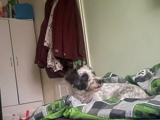 Mixed Breed dogs 2 Dogs - 7 months old - Advert 2