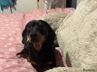 Miniature Dachshund dogs Mini Dach Simon - Stud only - Advert 3