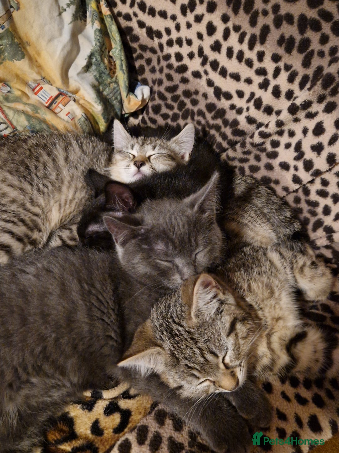 Ragdoll cats for sale: Ragdoll x Egyptian Mau - Advert 2