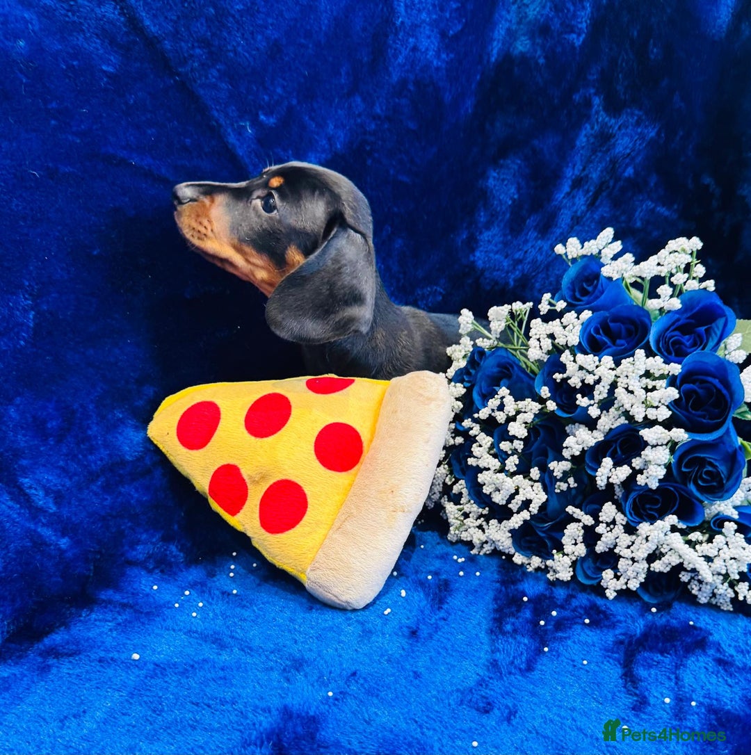 Dachshund dogs for sale: Male Dachshund 😘 xx ready for a new home  - Advert 8