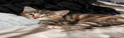 Mixed Breed cats for sale: Two beautiful kittens for sale  in Colchester - Advert 7