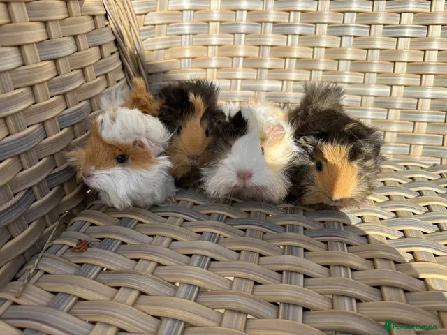 Guinea Pig rodents for sale: SSTC . Pretty long haired female guinea pigs. - Advert 2