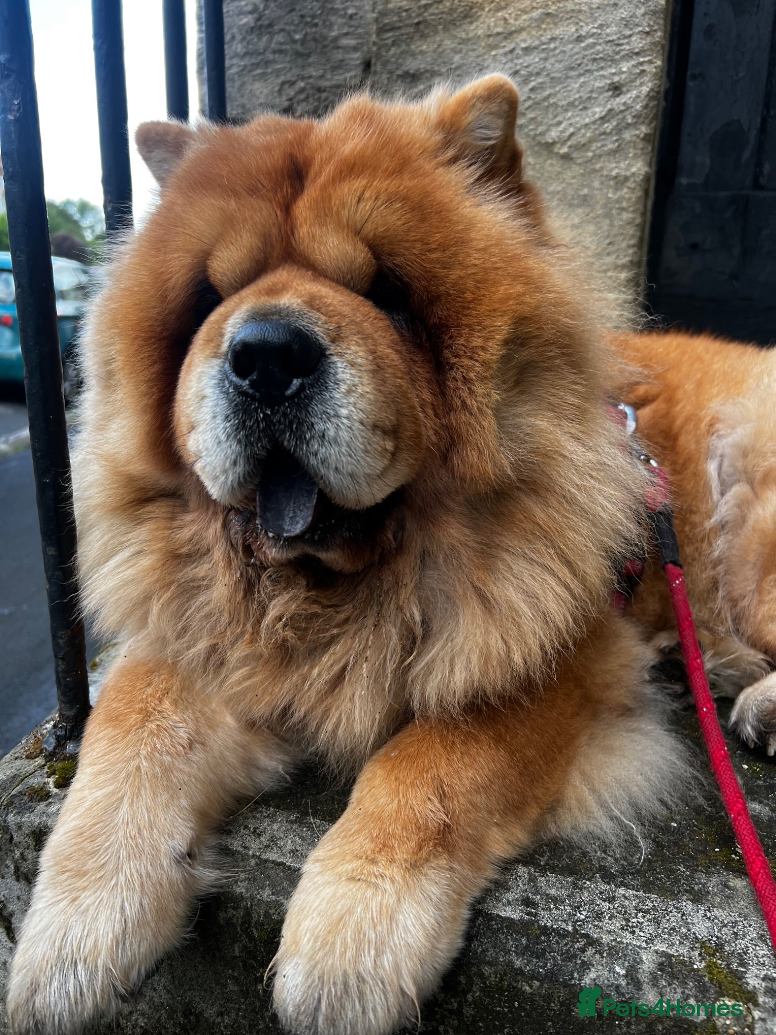 Chow Chow dogs Beautiful unspayed female chow chow - 4 years old - Advert 5