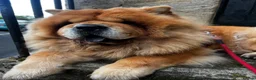 Chow Chow dogs for sale: Beautiful unspayed female chow chow - 4 years old - Advert 1