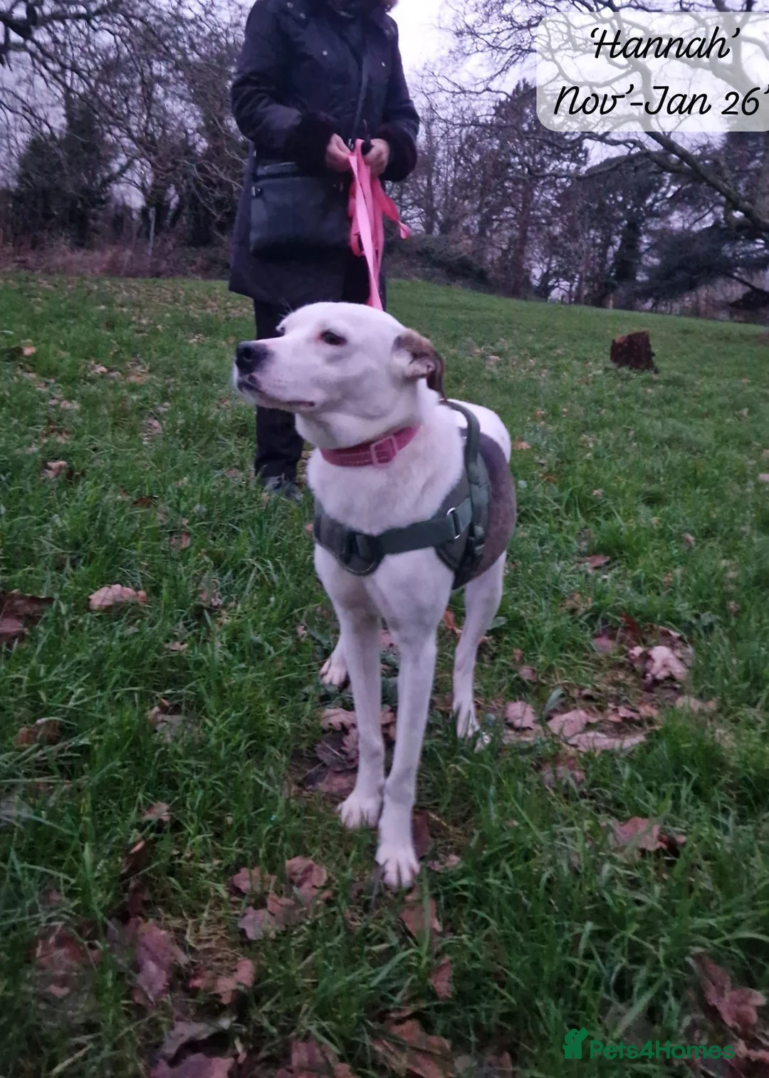 Mixed Breed dogs for adoption: Hannah, 2-3 yrs old. Available for adoption. - Advert 7