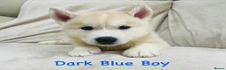 Siberian Husky dogs for sale: Stunning husky puppies - RARE white/cream  - Advert 15