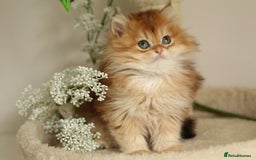 British Longhair cats for sale: Last Golden Chinchilla ny12 LH kitty - Image 3