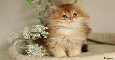 British Longhair cats - Advert 2