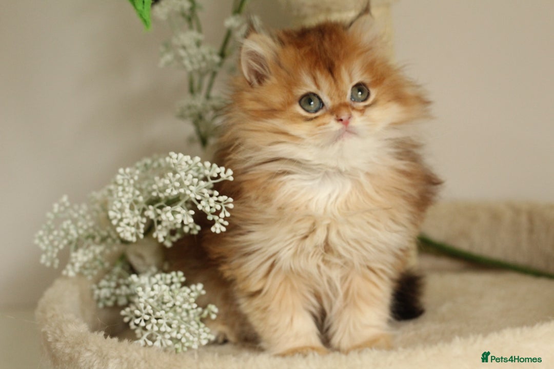 British Longhair cats for sale: Last Golden Chinchilla ny12 LH kitty - Image 3