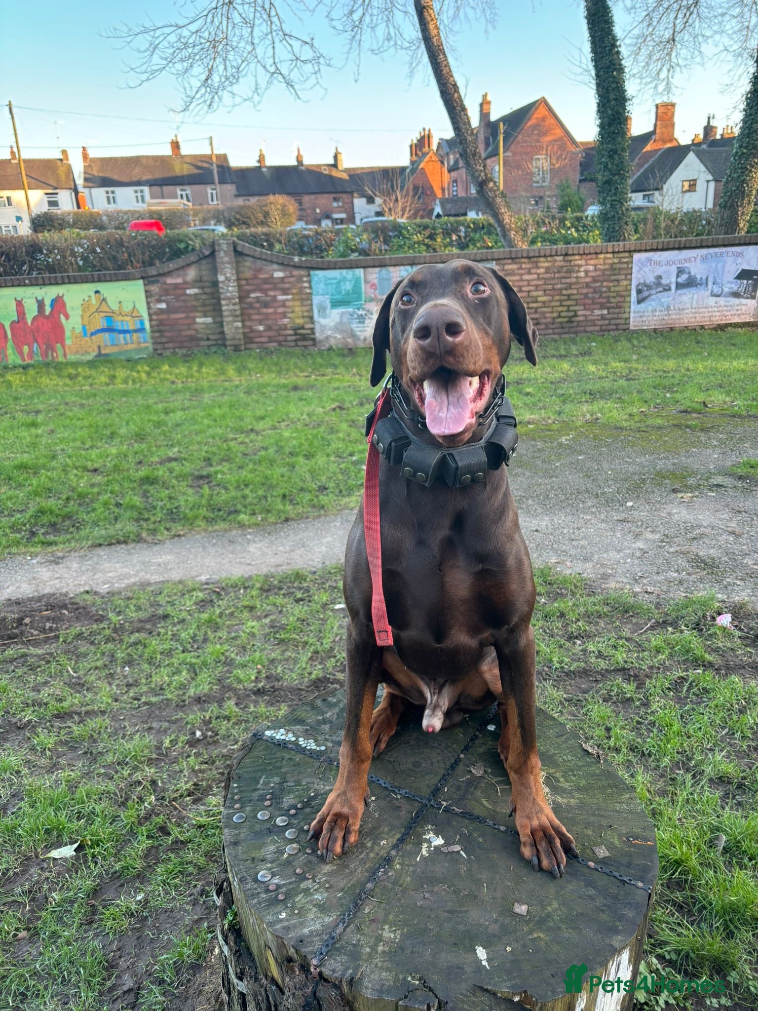 Dobermann dogs 3 & 3/4yrs Chocolate & Red Rust KC Male Dobermann - Advert 4