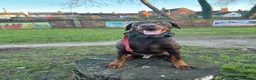 Dobermann dogs for sale: 3 & 3/4yrs Chocolate & Red Rust KC Male Dobermann - Advert 1
