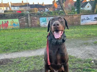 Dobermann dogs 3 & 3/4yrs Chocolate & Red Rust KC Male Dobermann - Advert 1