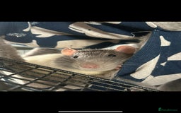 Rat rodents for sale: Brother rats. So cute and friendly. Kids handled - Image 3