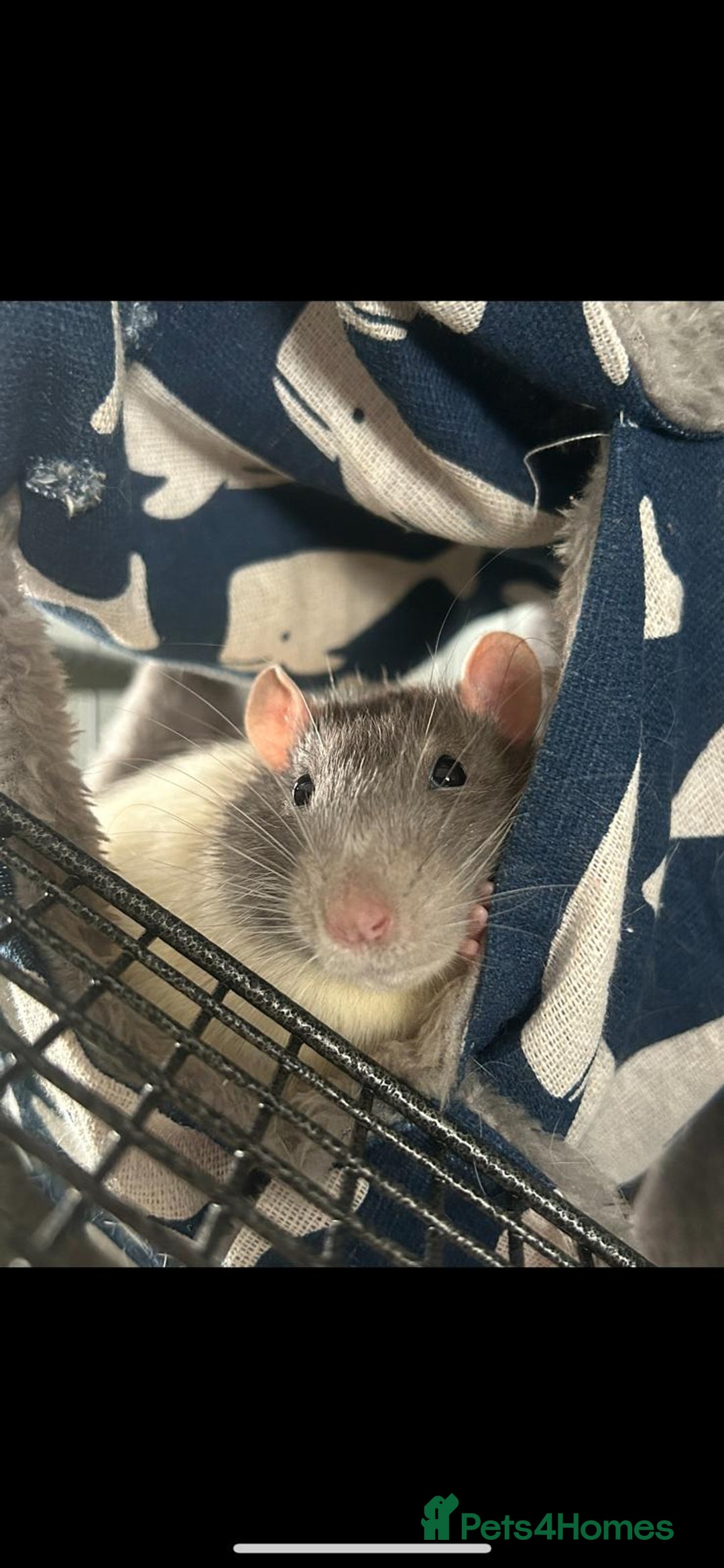 Rat rodents for sale: Brother rats. So cute and friendly. Kids handled - Image 3