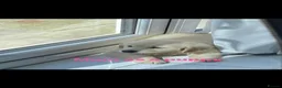 Golden Retriever dogs for sale: Beautiful KC registered Golden Retriver puppies  - Advert 8