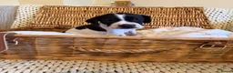 Pointer dogs for sale: An outstanding litter of pointers. in Hereford - Advert 6