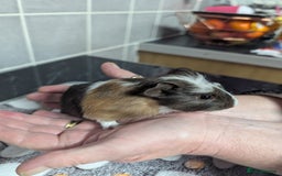 Guinea Pig rodents for sale: 4 baby boy guinea pigs  - Image 8