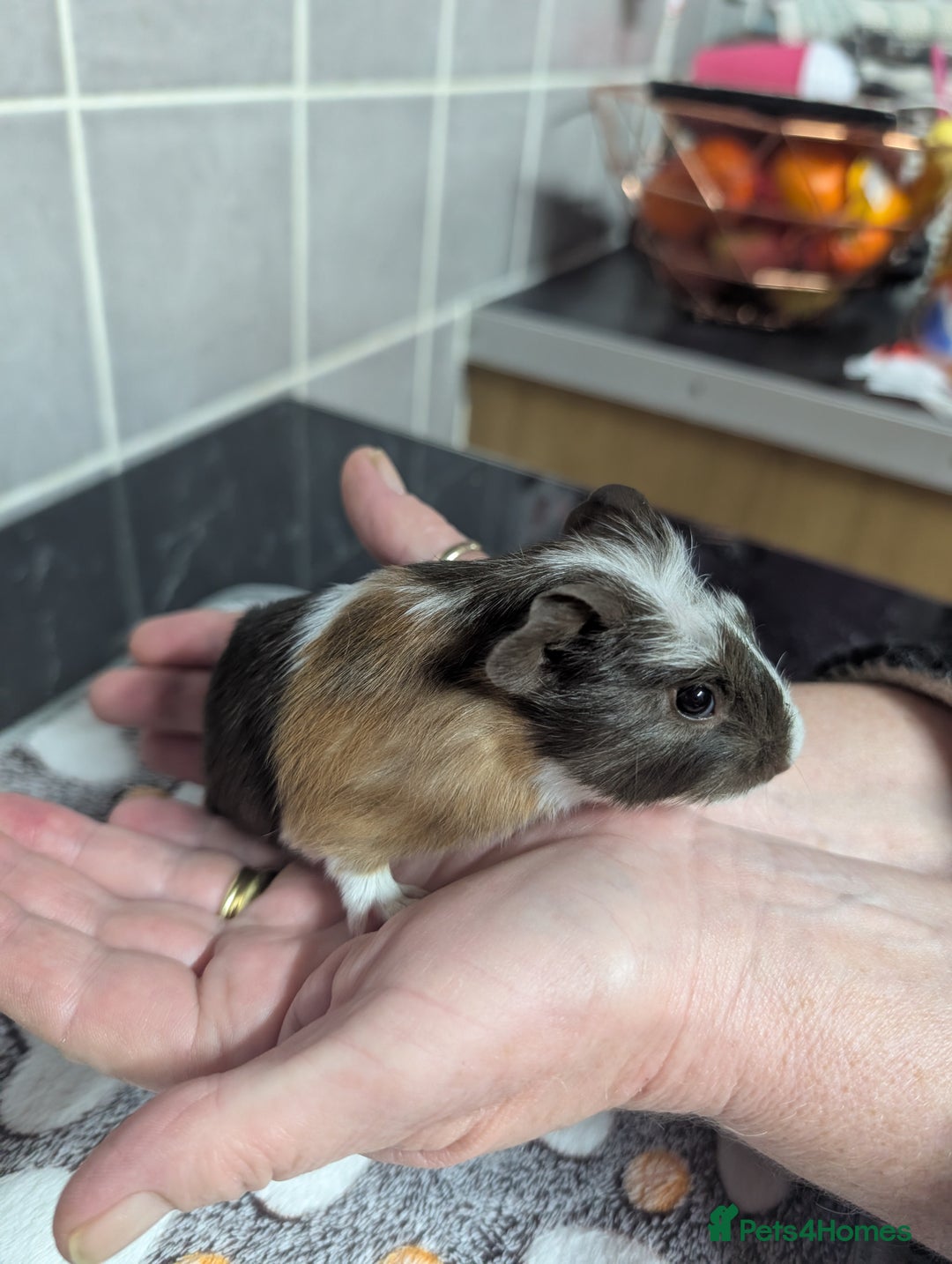 Guinea Pig rodents for sale: 4 baby boy guinea pigs  - Image 8