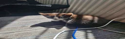 Mixed Breed cats for sale: 4 kittens black and black / white - Advert 4