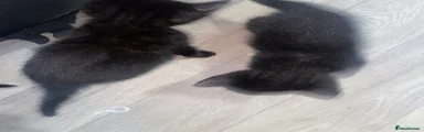 Mixed Breed Kitten 7