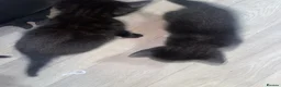 Mixed Breed cats for sale: Kittens for sale  - Advert 4