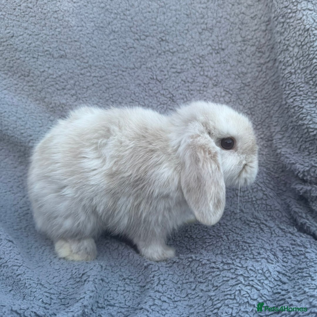 Mini Lop rabbits for sale: Purebred mini lops - Image 7