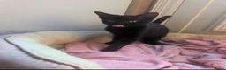 Mixed Breed cats for sale: 2 female kittens  - Advert 1