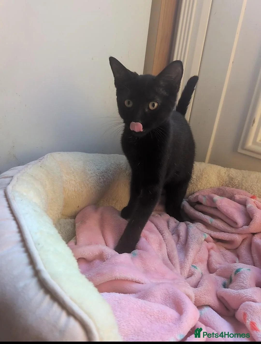 Mixed Breed cats for sale: 2 female kittens  - Advert 1