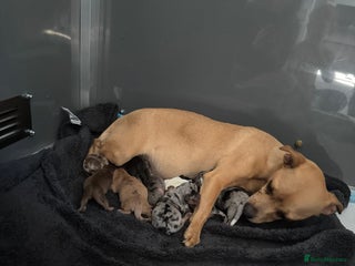 Jack Russell dogs - Advert 11