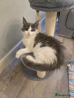 Maine Coon cats - Advert 16