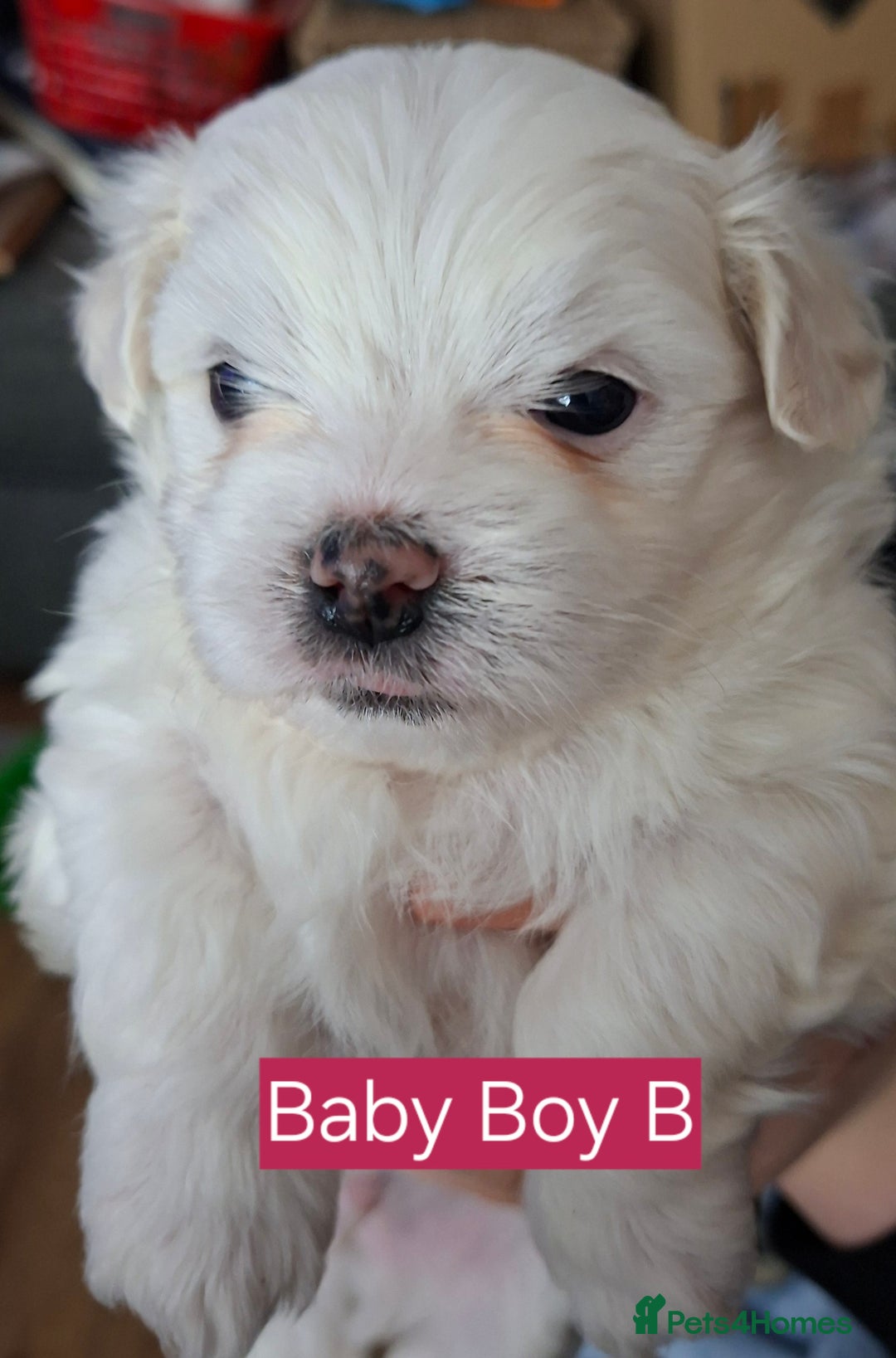 Maltese dogs for sale: Maltese puppies available mid January 2026 - Advert 4