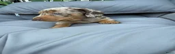 Miniature Dachshund dogs for sale: Beautiful Miniature Dachshund litter  - Advert 4