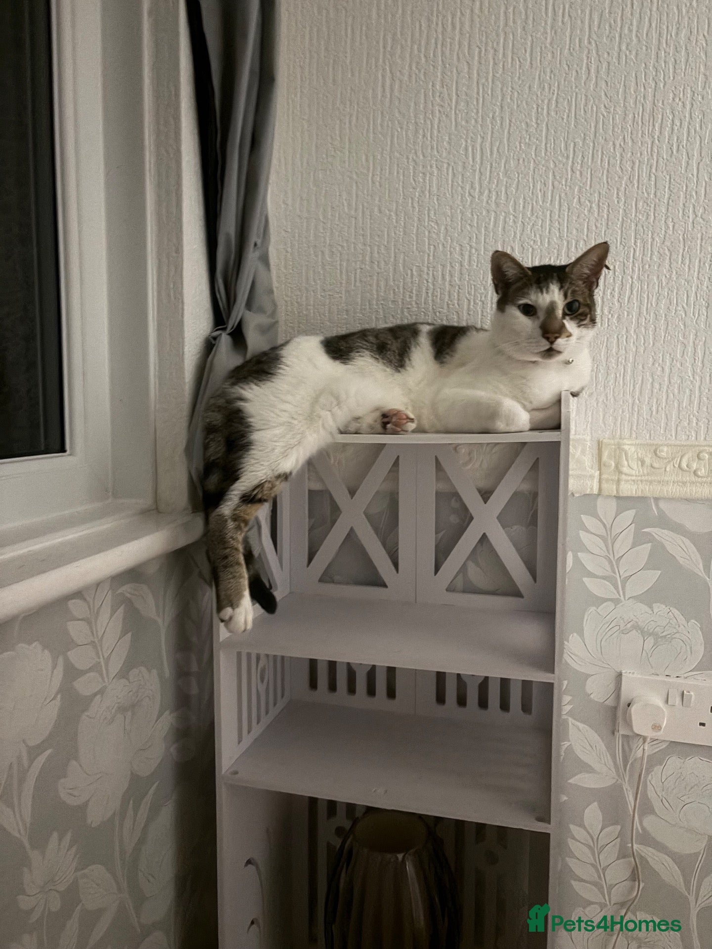 Mixed Breed cats Cat for sale - Advert 1