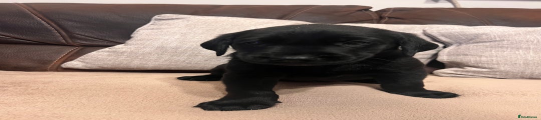 Labrador Retriever Puppy 1