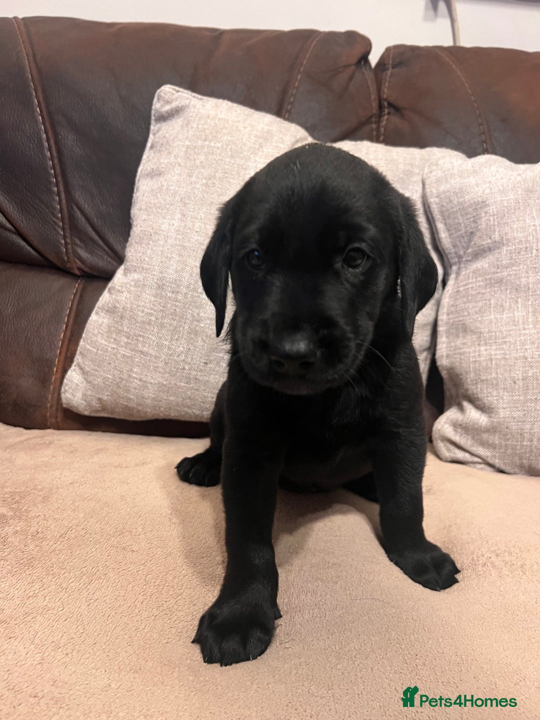 Labrador Retriever dogs for sale: Beautiful Labrador boy  - Image 6